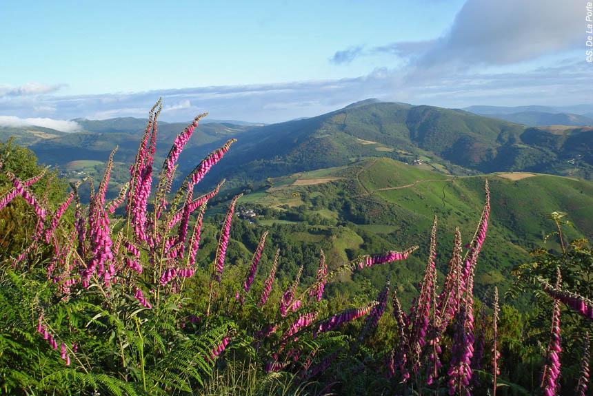Chemins de Compostelle : Sarria - Santiago - Espagne